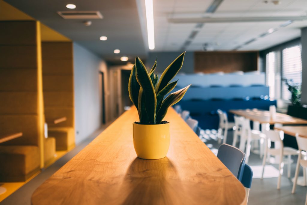 Plant on a stand in a large room